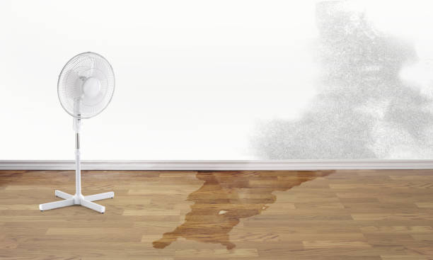Best Mold removal after water damage  in Soldotna, AK